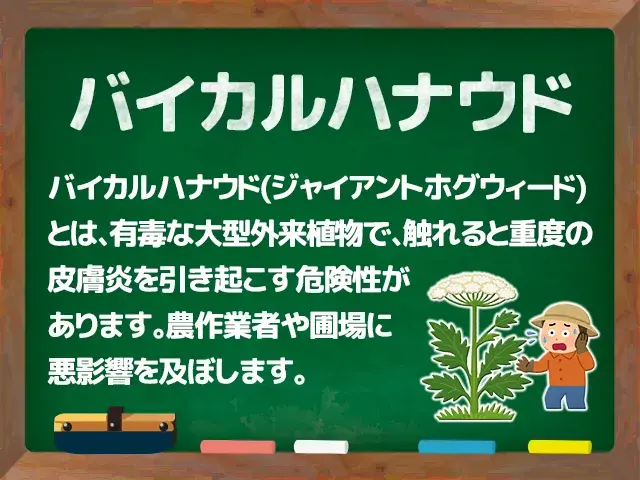 バイカルハナウド(ジャイアントホグウィード)