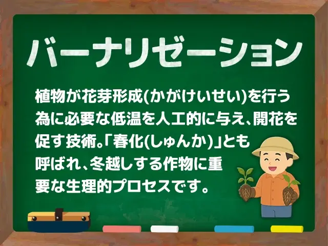 バーナリゼーション