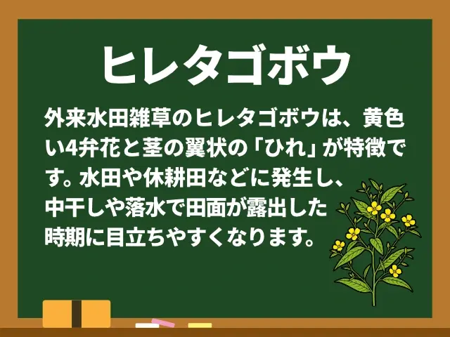ヒレタゴボウ