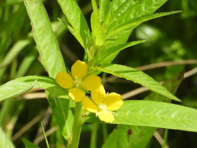 ヒレタゴボウの花