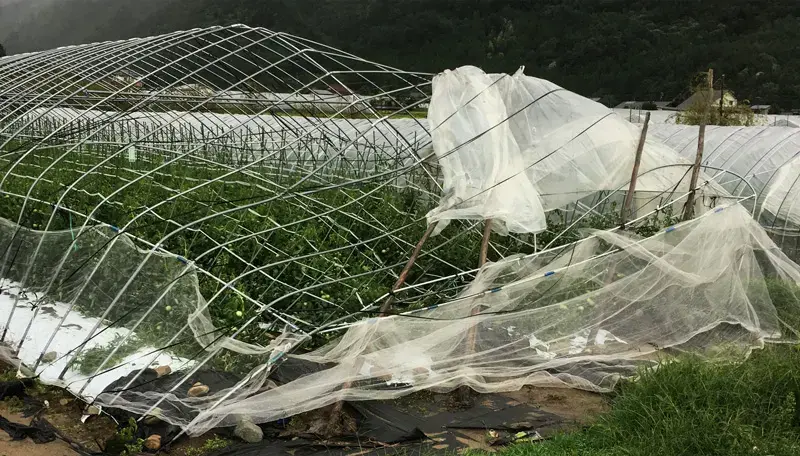 農業用ビニールハウスの台風対策徹底ガイド｜POフィルム活用と強風対策のポイント