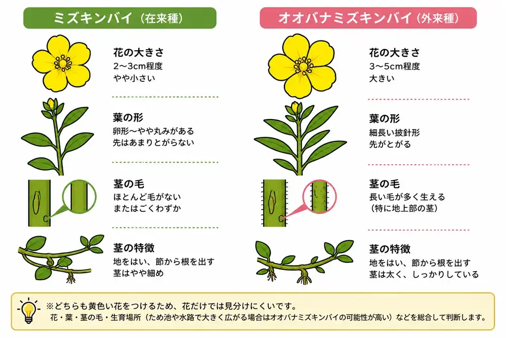 ミズキンバイとオオバナミズキンバイの違い（花の大きさ、葉の形、茎の毛など）