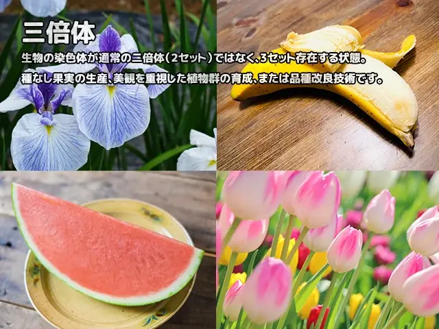 三倍体