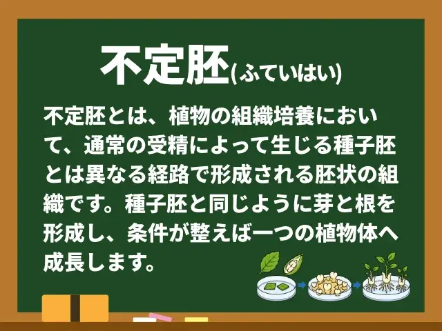 不定胚