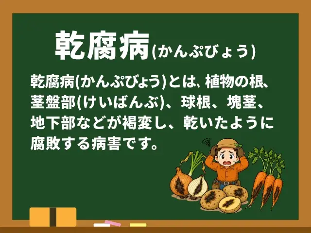 乾腐病