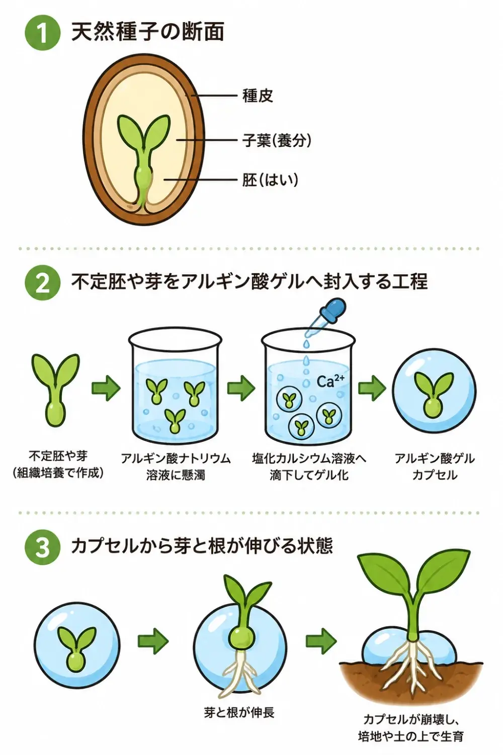 人工種子 培養のプロセス