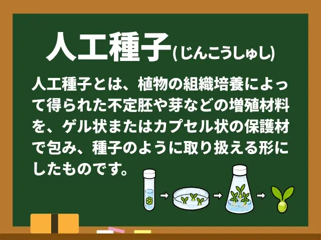 人工種子