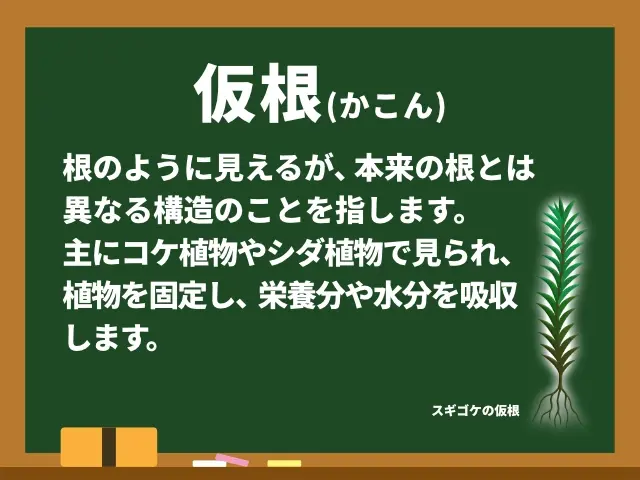 仮根