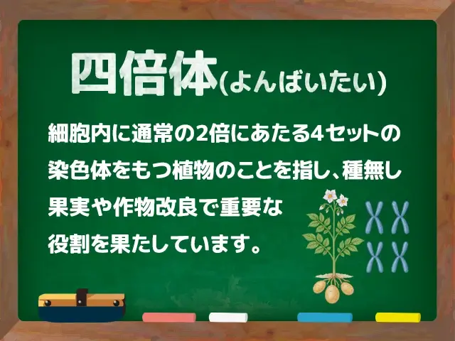 四倍体