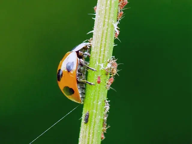 天敵