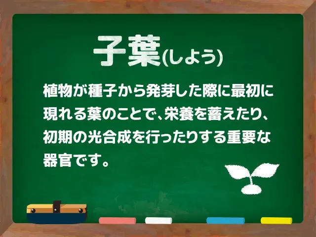 子葉