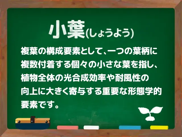 小葉