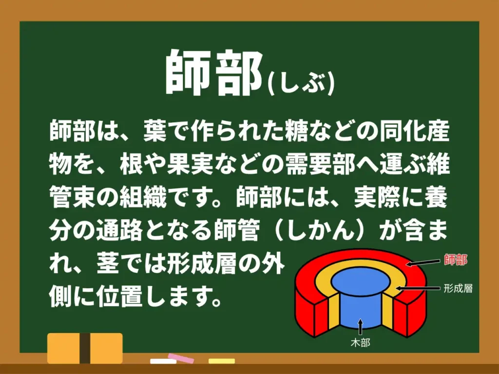 師部