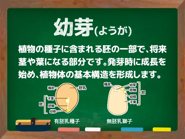 幼芽
