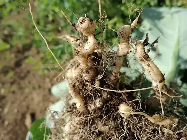 根こぶ病