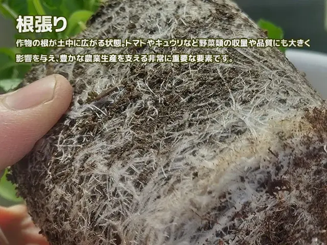 根張り
