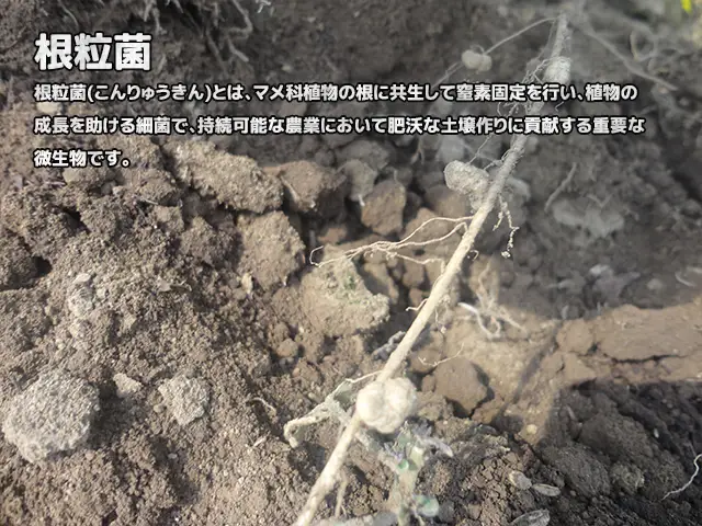 根粒菌
