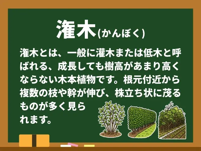 潅木
