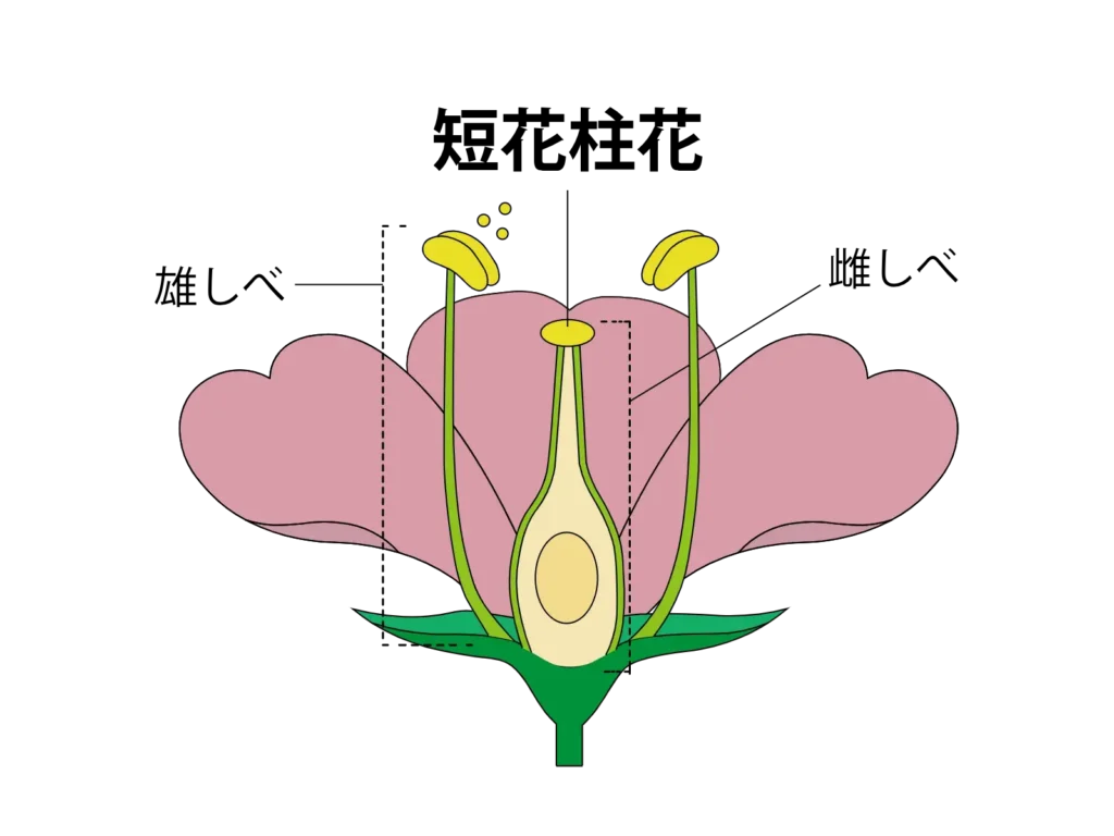 短花柱花
