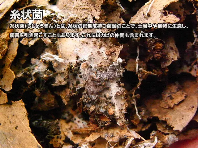 糸状菌