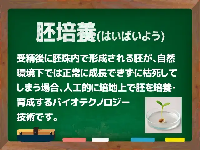 胚培養