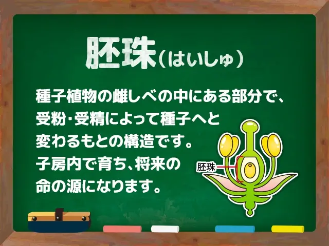 胚珠