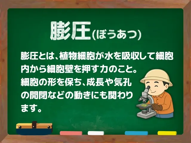 膨圧