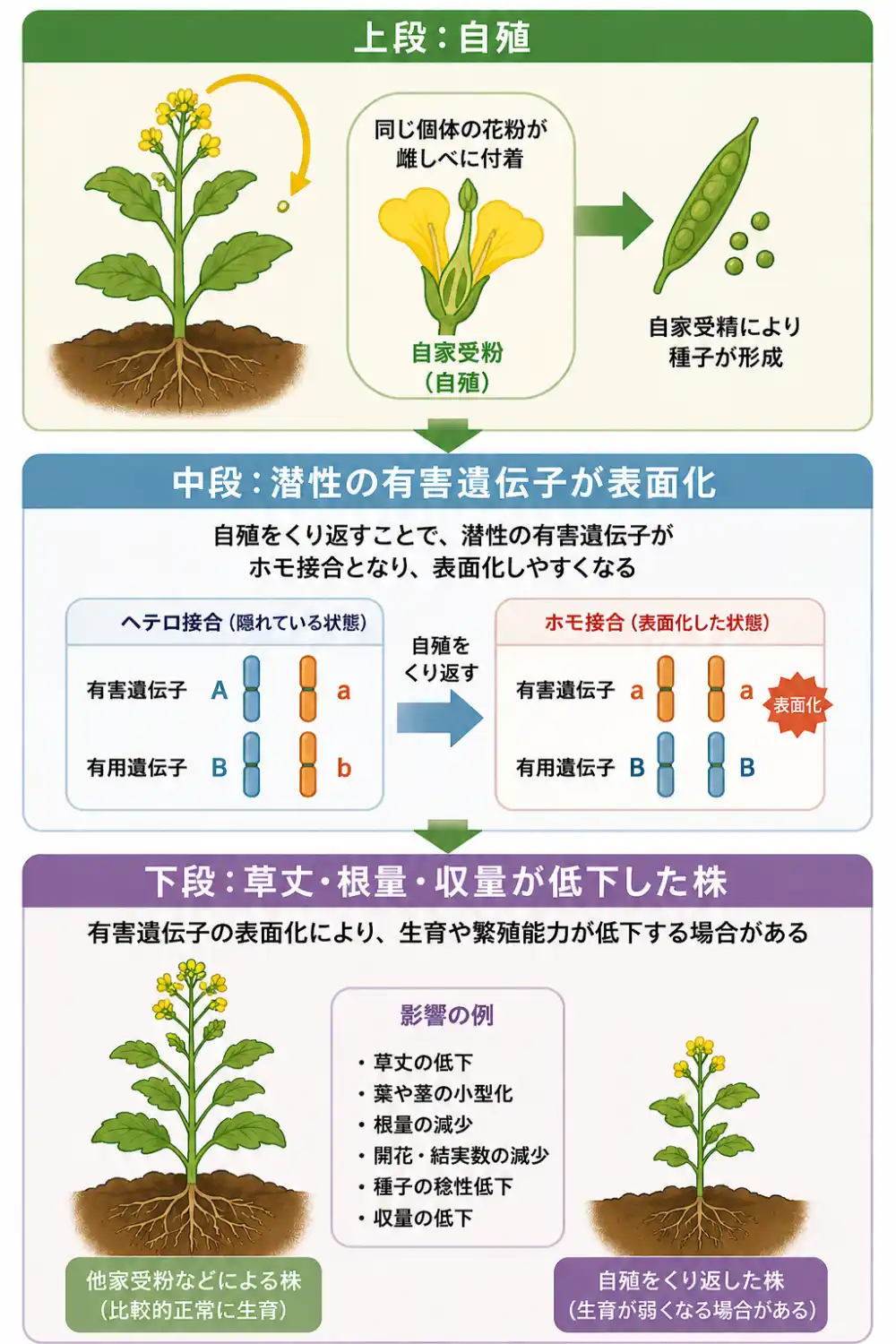 自殖弱勢 自殖と遺伝的影響の説明