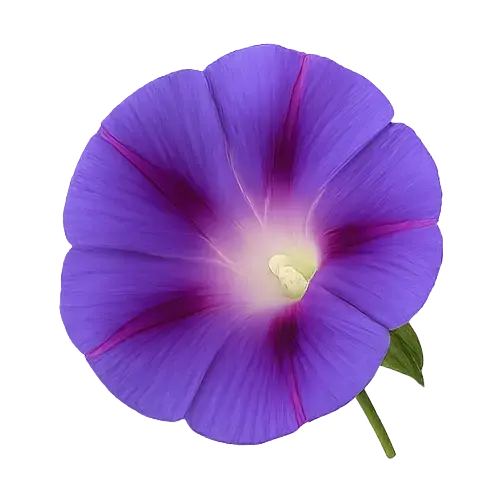 花冠の構造 合弁花冠(ごうべんかかん) アサガオ
