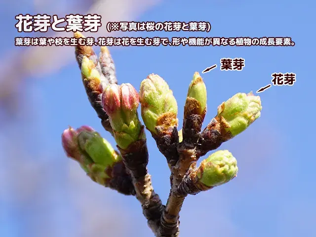 桜の枝についた花芽と葉芽の違いを示す比較イラスト