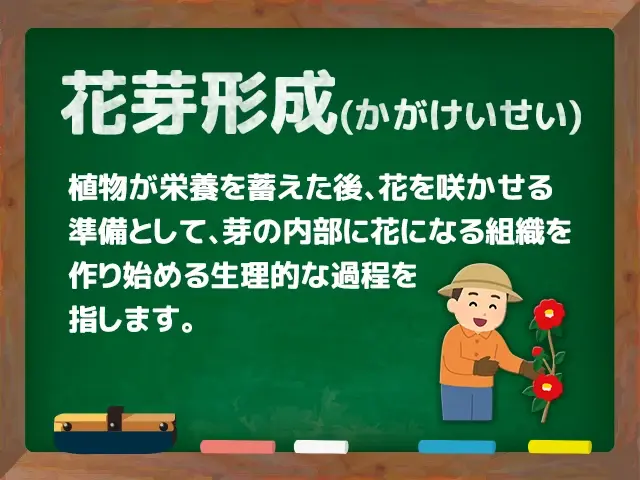 花芽形成