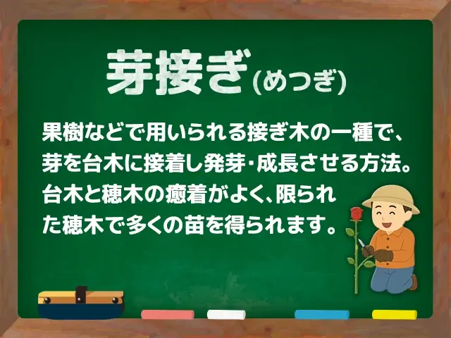 芽接ぎ