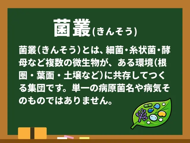 菌叢