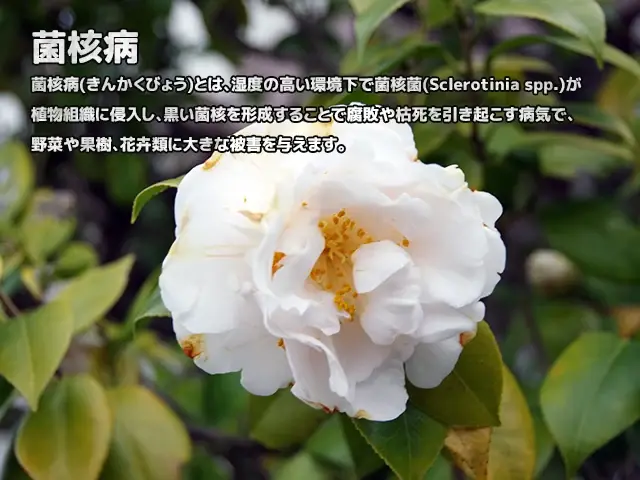 菌核病