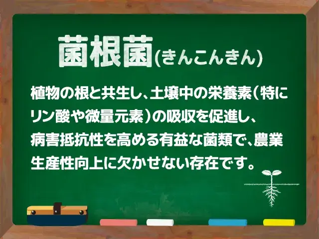菌根菌