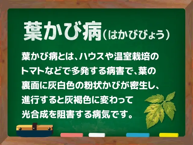 葉かび病