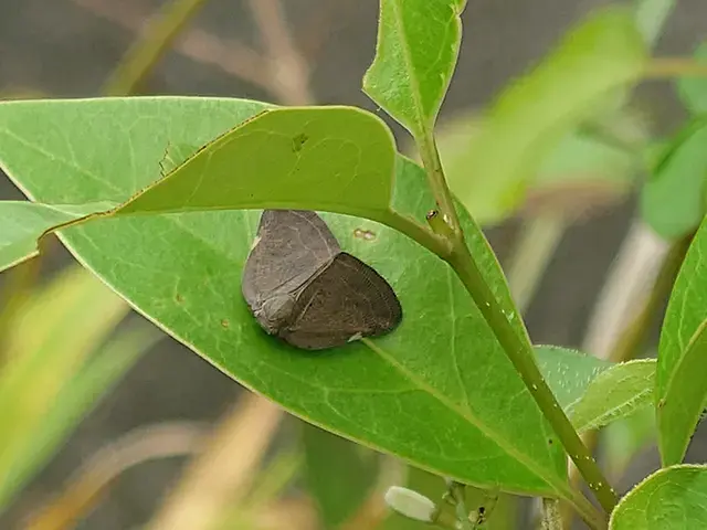 葉に止まるチュウゴクアミガサハゴロモの成虫。茶褐色の翅と三角形の白斑が見分けの手掛かりになる
