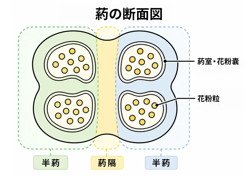 葯の断面図