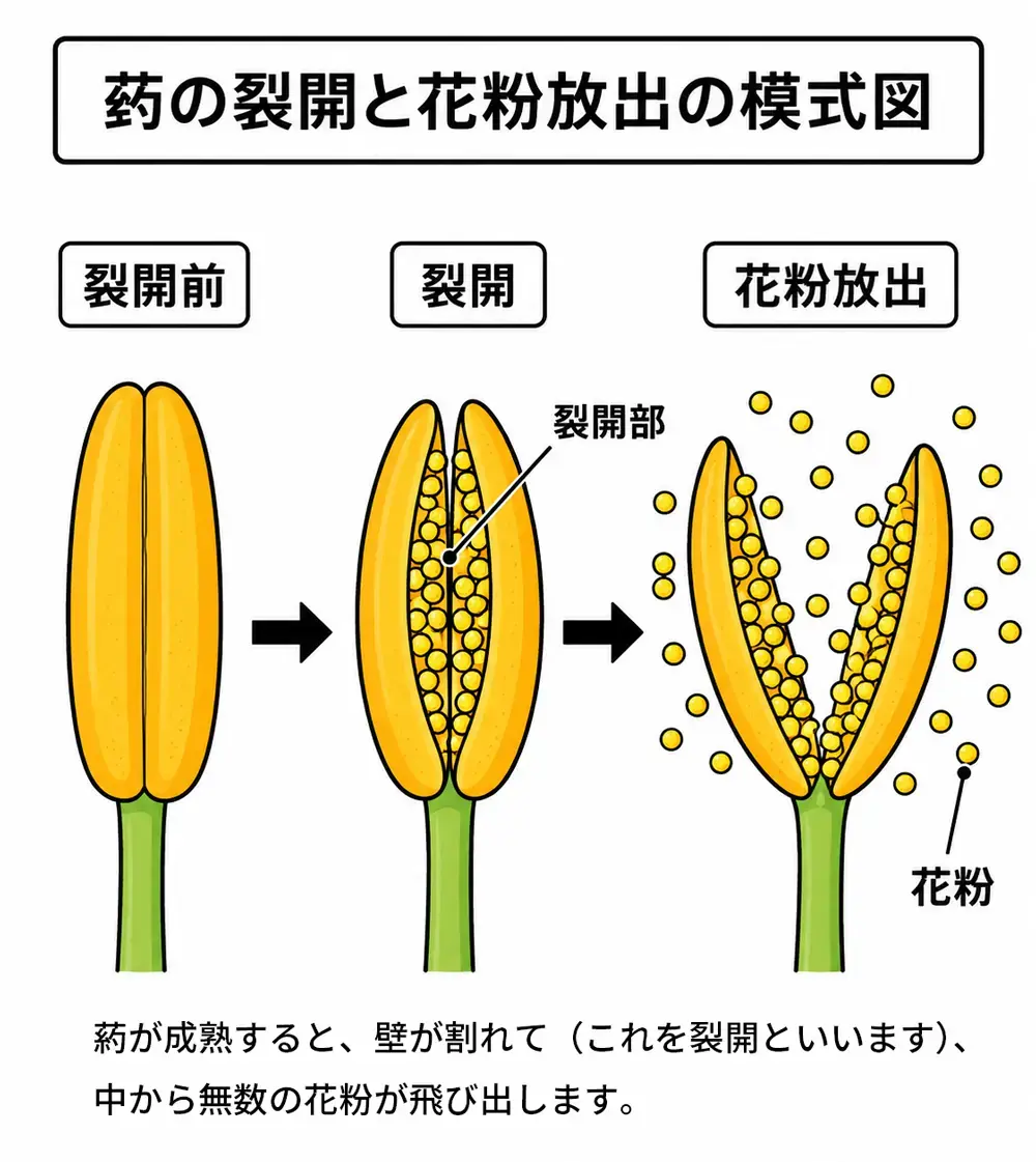 葯の裂開と花粉放出の模式図