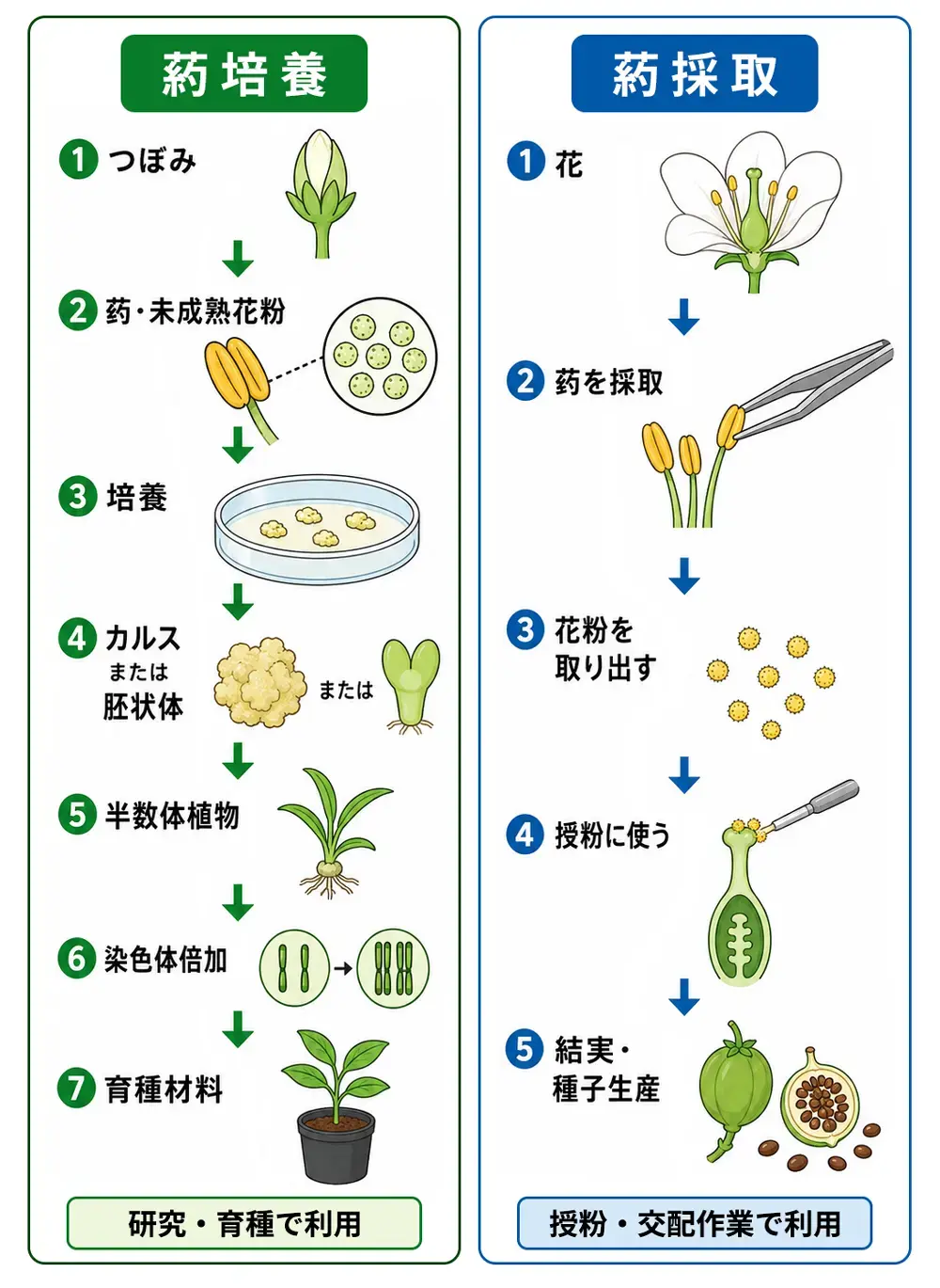 葯培養と葯採取の違い