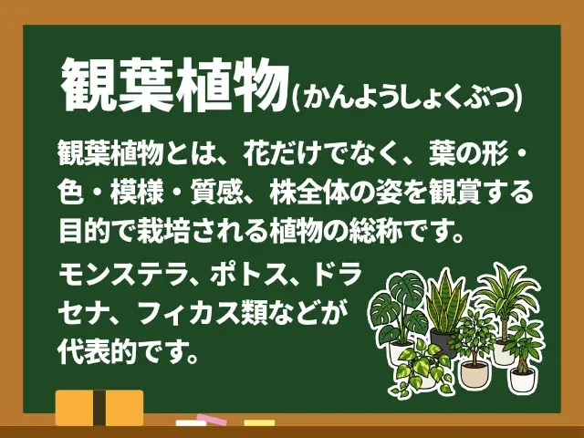 観葉植物