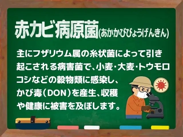 赤カビ病原菌