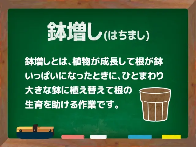 鉢増し
