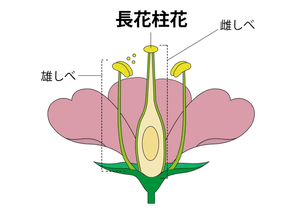 長花柱花
