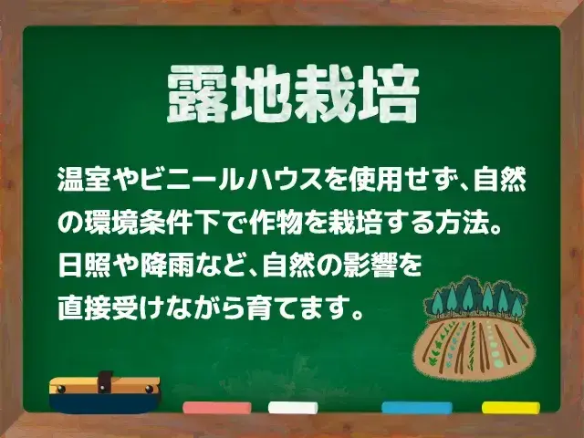 露地栽培