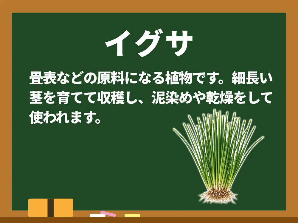 イグサ