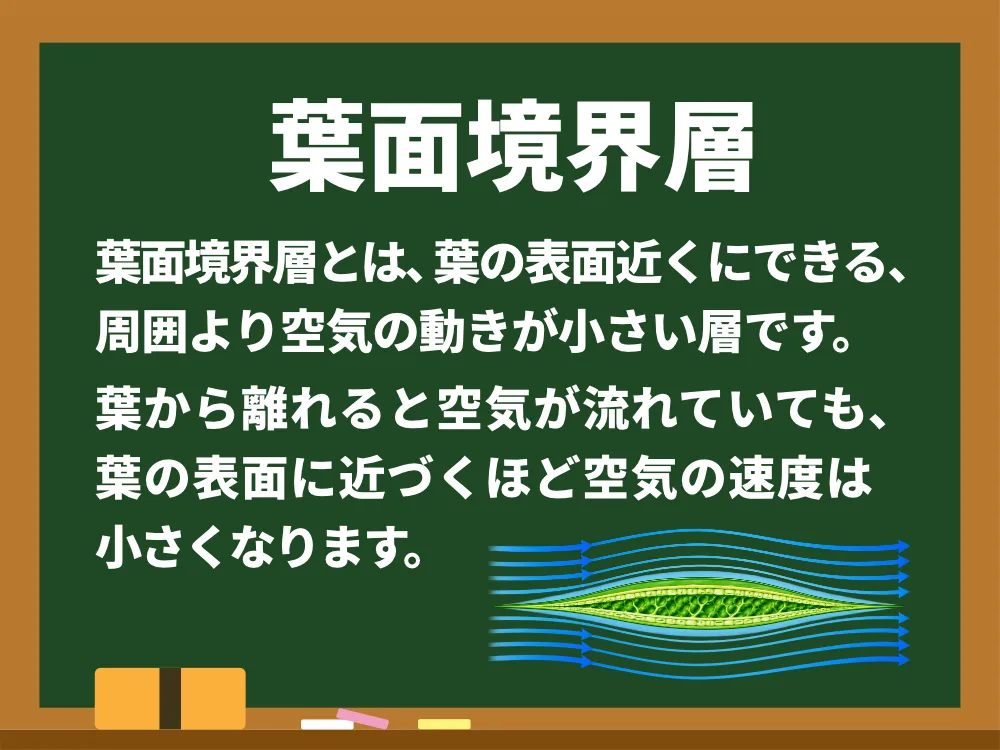 葉面境界層