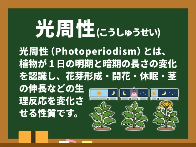 光周性