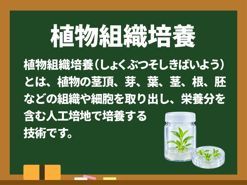 植物組織培養