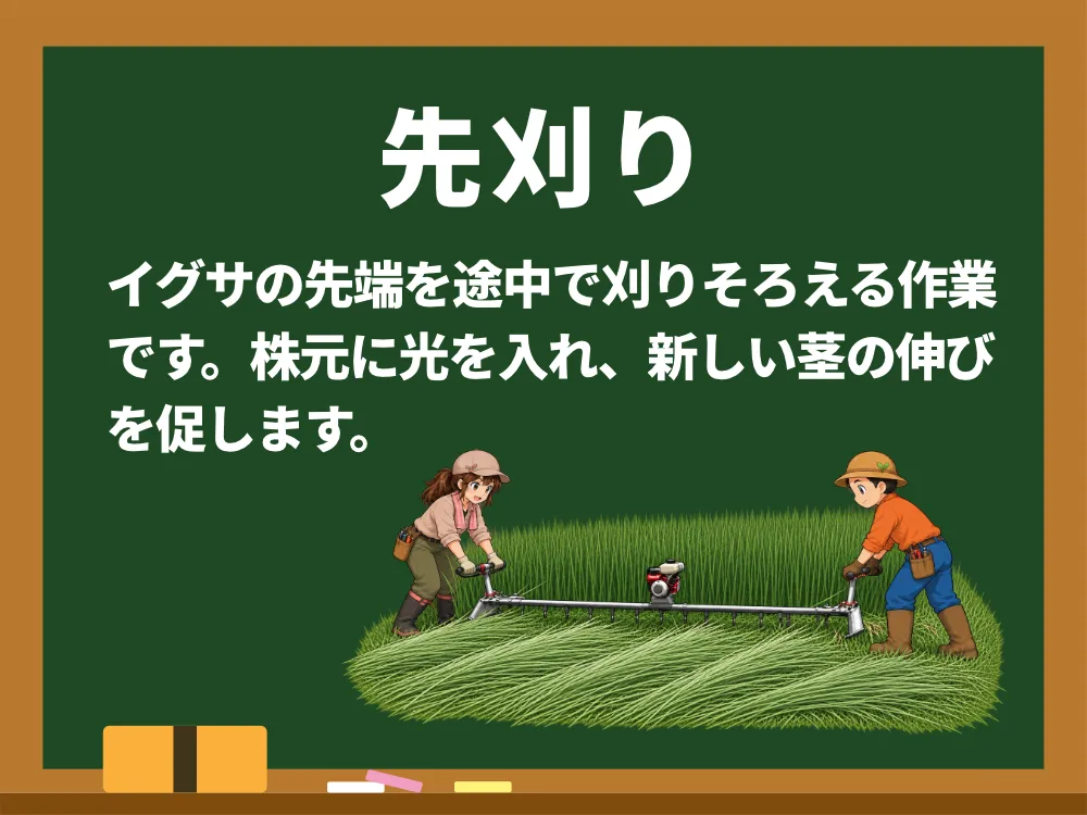 先刈り